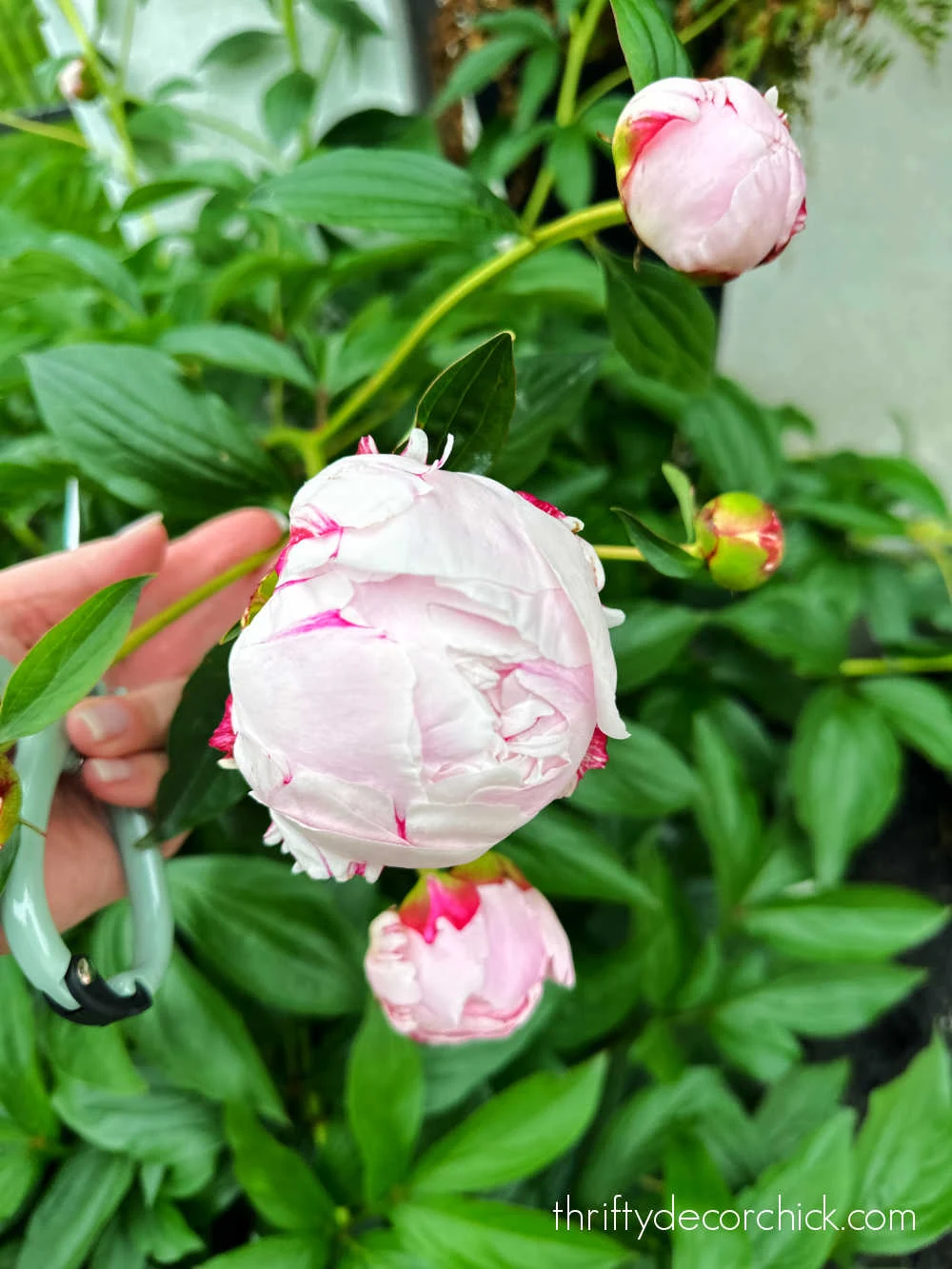 blooming peony ready for cutting